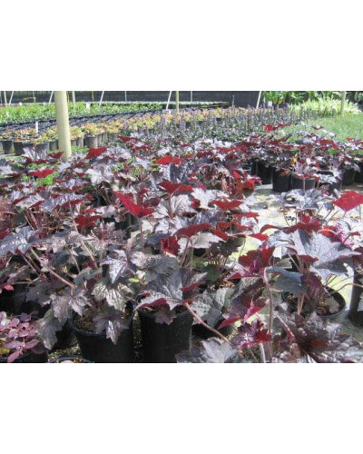 Гейхера гібридна Регіна | Heuchera hybrida Regina | Гейхера гибридная Регина