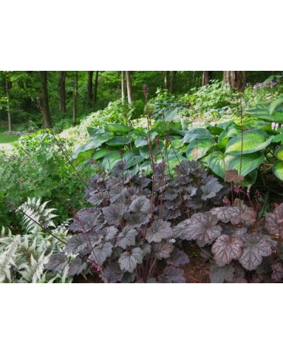 Гейхера гібридна Регіна | Heuchera hybrida Regina | Гейхера гибридная Регина