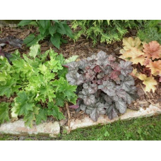 Гейхера гібридна Регіна | Heuchera hybrida Regina | Гейхера гибридная Регина