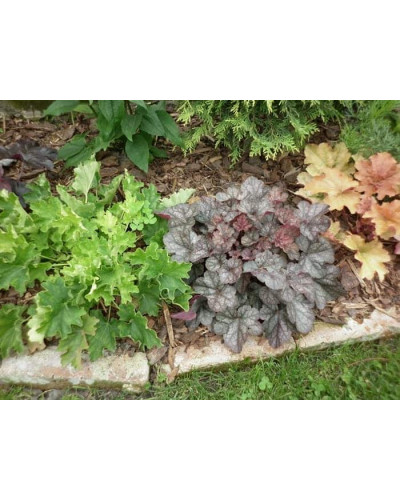 Гейхера гібридна Регіна | Heuchera hybrida Regina | Гейхера гибридная Регина