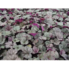 Гейхера гібридна Регіна | Heuchera hybrida Regina | Гейхера гибридная Регина