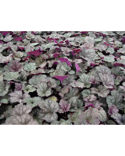 Гейхера гібридна Регіна | Heuchera hybrida Regina | Гейхера гибридная Регина