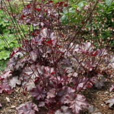 Гейхера гібридна Регіна | Heuchera hybrida Regina | Гейхера гибридная Регина