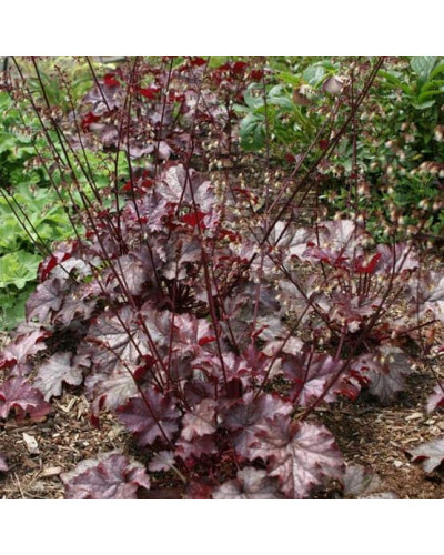 Гейхера гібридна Регіна | Heuchera hybrida Regina | Гейхера гибридная Регина