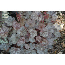 Гейхера гібридна Регіна | Heuchera hybrida Regina | Гейхера гибридная Регина