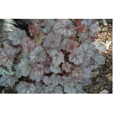 Гейхера гібридна Регіна | Heuchera hybrida Regina | Гейхера гибридная Регина