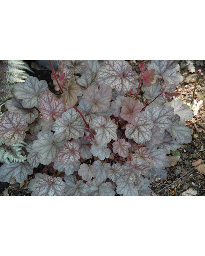 Гейхера гібридна Регіна | Heuchera hybrida Regina | Гейхера гибридная Регина