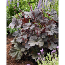 Гейхера гібридна Регіна | Heuchera hybrida Regina | Гейхера гибридная Регина