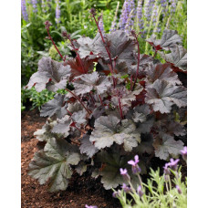 Гейхера гібридна Регіна | Heuchera hybrida Regina | Гейхера гибридная Регина