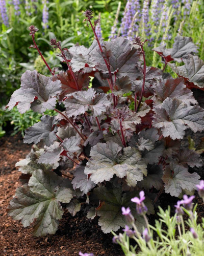 Гейхера гібридна Регіна | Heuchera hybrida Regina | Гейхера гибридная Регина