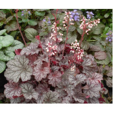 Гейхера гібридна Регіна | Heuchera hybrida Regina | Гейхера гибридная Регина