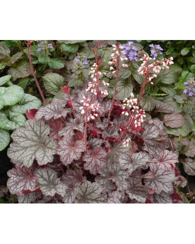 Гейхера гібридна Регіна | Heuchera hybrida Regina | Гейхера гибридная Регина