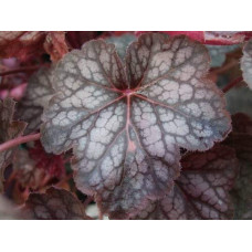 Гейхера гібридна Регіна | Heuchera hybrida Regina | Гейхера гибридная Регина