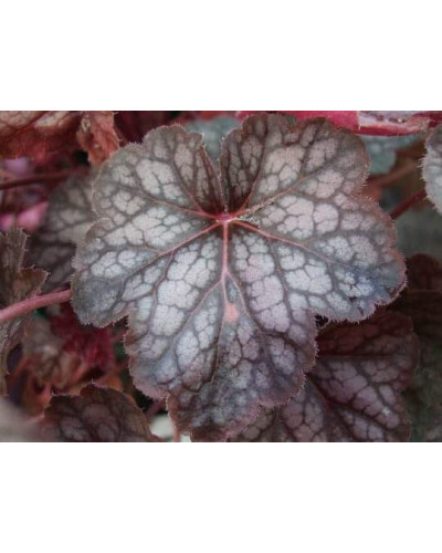 Гейхера гібридна Регіна | Heuchera hybrida Regina | Гейхера гибридная Регина