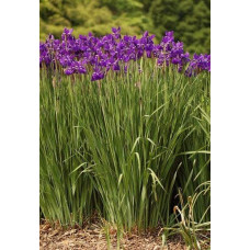 Ірис сибірський | Iris sibirica | Ирис сибирский