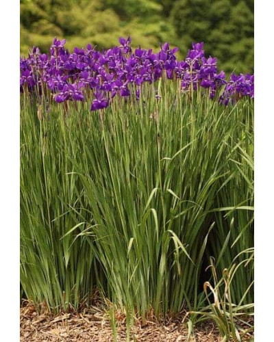 Ірис сибірський | Iris sibirica | Ирис сибирский