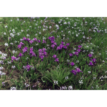 Ірис сибірський | Iris sibirica | Ирис сибирский