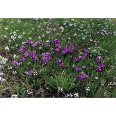 Ірис сибірський | Iris sibirica | Ирис сибирский