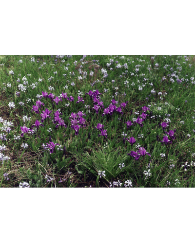 Ірис сибірський | Iris sibirica | Ирис сибирский