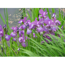 Ірис сибірський | Iris sibirica | Ирис сибирский