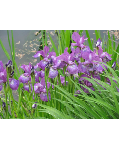 Ірис сибірський | Iris sibirica | Ирис сибирский