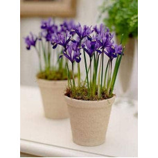 Ірис сибірський | Iris sibirica | Ирис сибирский