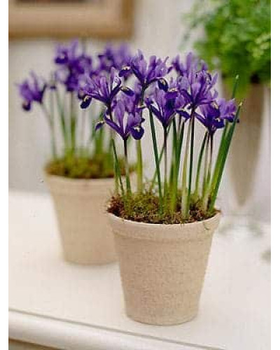 Ірис сибірський | Iris sibirica | Ирис сибирский