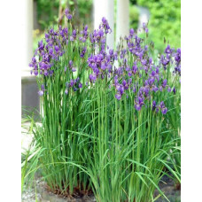 Ірис сибірський | Iris sibirica | Ирис сибирский