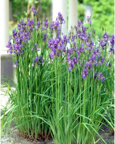 Ірис сибірський | Iris sibirica | Ирис сибирский