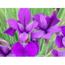 Ірис сибірський | Iris sibirica | Ирис сибирский
