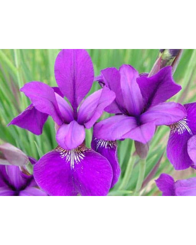 Ірис сибірський | Iris sibirica | Ирис сибирский