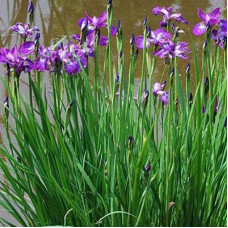 Ірис сибірський | Iris sibirica | Ирис сибирский