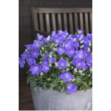 Дзвоники карпатські Блю Кліпс | Campanula carpatica Blue Clips | Колокольчик карпатский Блю Клипс