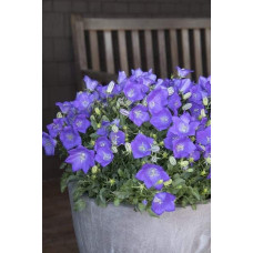 Дзвоники карпатські Блю Кліпс | Campanula carpatica Blue Clips | Колокольчик карпатский Блю Клипс