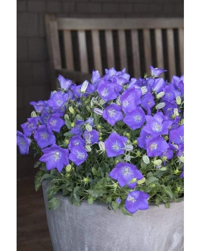 Дзвоники карпатські Блю Кліпс | Campanula carpatica Blue Clips | Колокольчик карпатский Блю Клипс