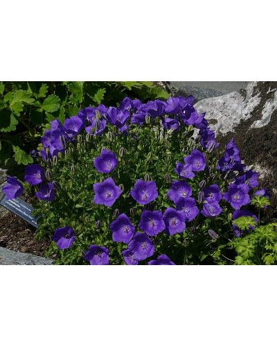Дзвоники карпатські Блю Кліпс | Campanula carpatica Blue Clips | Колокольчик карпатский Блю Клипс