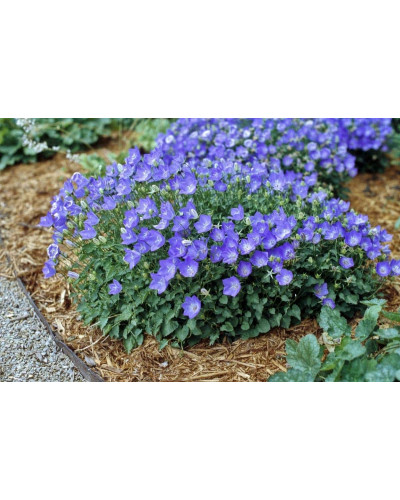 Дзвоники карпатські Блю Кліпс | Campanula carpatica Blue Clips | Колокольчик карпатский Блю Клипс