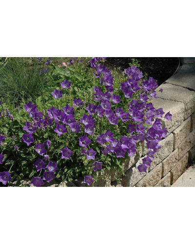 Дзвоники карпатські Блю Кліпс | Campanula carpatica Blue Clips | Колокольчик карпатский Блю Клипс