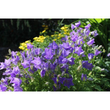 Дзвоники карпатські Блю Кліпс | Campanula carpatica Blue Clips | Колокольчик карпатский Блю Клипс