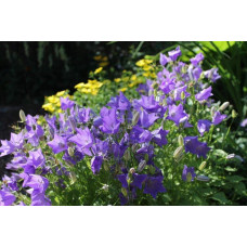 Дзвоники карпатські Блю Кліпс | Campanula carpatica Blue Clips | Колокольчик карпатский Блю Клипс