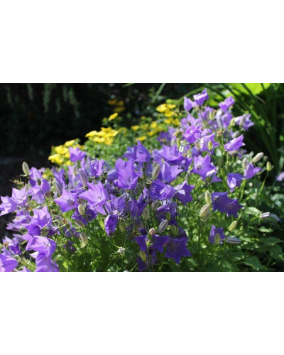 Дзвоники карпатські Блю Кліпс | Campanula carpatica Blue Clips | Колокольчик карпатский Блю Клипс