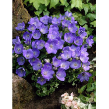 Дзвоники карпатські Блю Кліпс | Campanula carpatica Blue Clips | Колокольчик карпатский Блю Клипс
