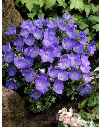 Дзвоники карпатські Блю Кліпс | Campanula carpatica Blue Clips | Колокольчик карпатский Блю Клипс