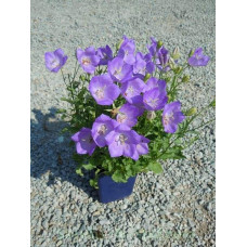 Дзвоники карпатські Блю Кліпс | Campanula carpatica Blue Clips | Колокольчик карпатский Блю Клипс