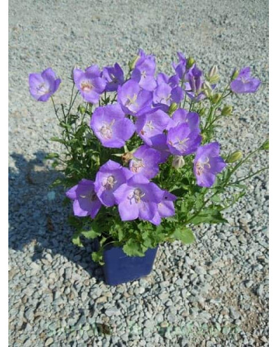 Дзвоники карпатські Блю Кліпс | Campanula carpatica Blue Clips | Колокольчик карпатский Блю Клипс