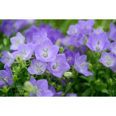 Дзвоники карпатські Блю Кліпс | Campanula carpatica Blue Clips | Колокольчик карпатский Блю Клипс