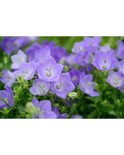 Дзвоники карпатські Блю Кліпс | Campanula carpatica Blue Clips | Колокольчик карпатский Блю Клипс