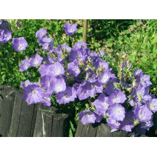 Дзвоники карпатські Блю Кліпс | Campanula carpatica Blue Clips | Колокольчик карпатский Блю Клипс