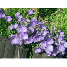 Дзвоники карпатські Блю Кліпс | Campanula carpatica Blue Clips | Колокольчик карпатский Блю Клипс