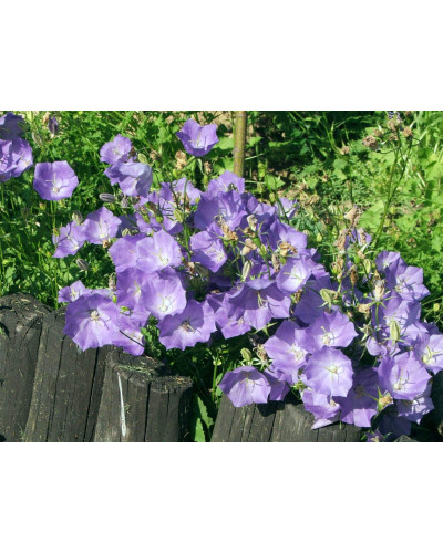 Дзвоники карпатські Блю Кліпс | Campanula carpatica Blue Clips | Колокольчик карпатский Блю Клипс